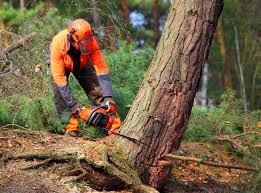 Best Stump Grinding and Removal  in Brookhaven, WV